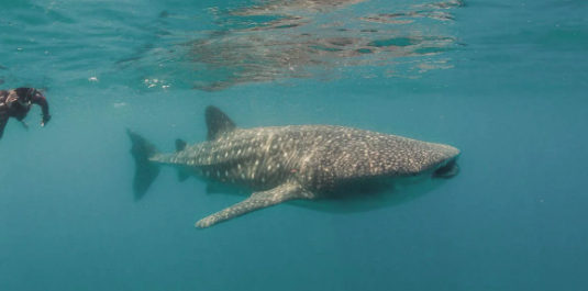 ocean safaris in tofo